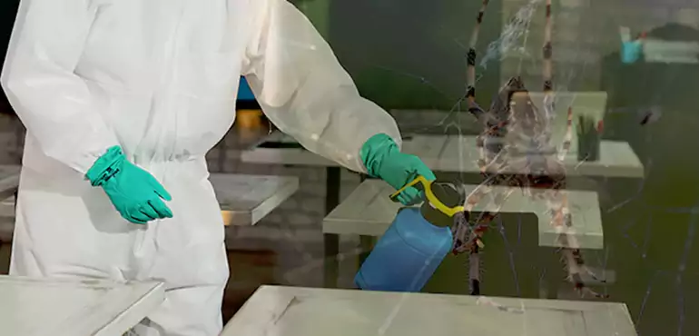 Why Buyers Still Want Homes With Pest Infestations in Fullerton, CA?